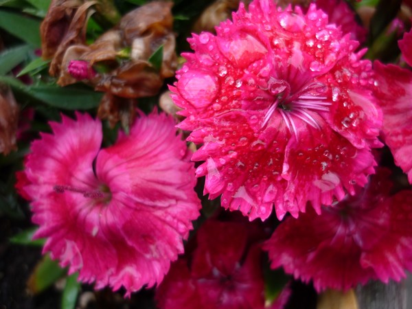 Fresh Rain