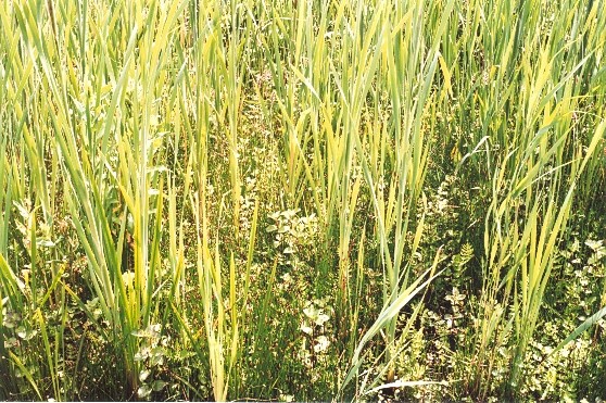 Grow Green 