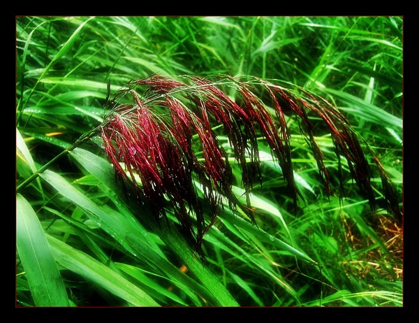 The Beauty of Grass