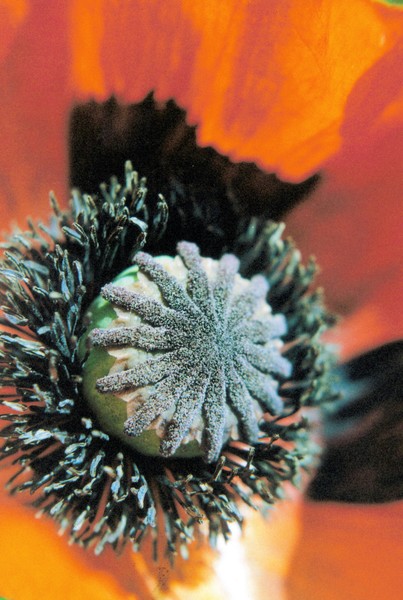 poppy