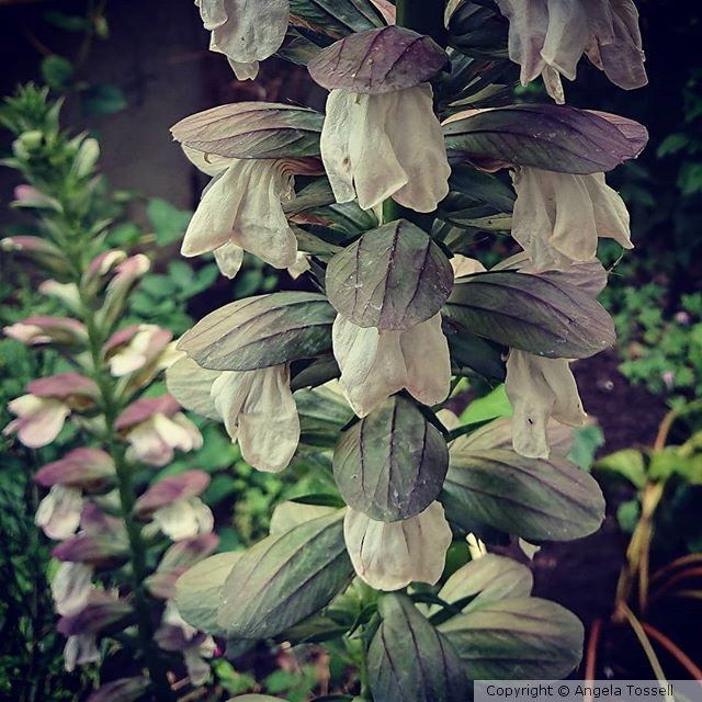Nature in London 2