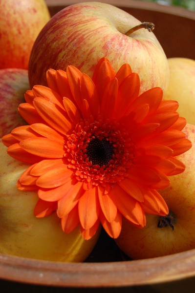 Orange glory