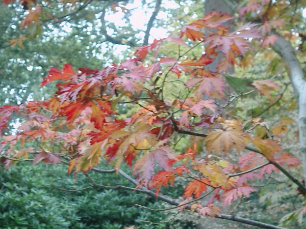 Autumn leaves
