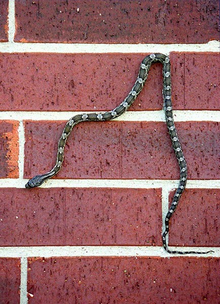 Snaking Down A Brick Wall