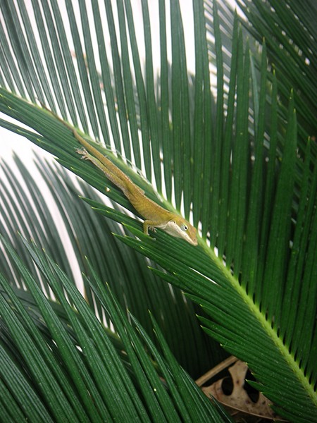 Anole With Palm - Inquisitive