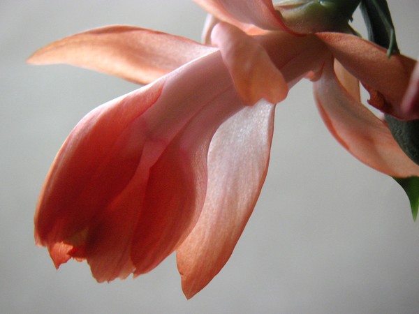 Holiday Cactus Backlit