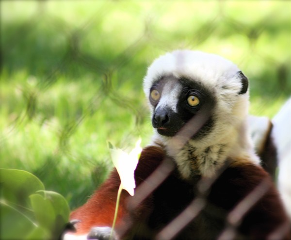 Zoboomafoo