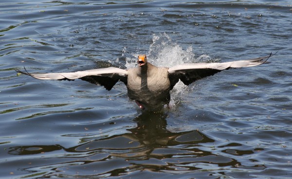 Goose