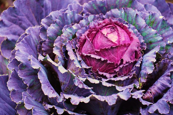layers of purple