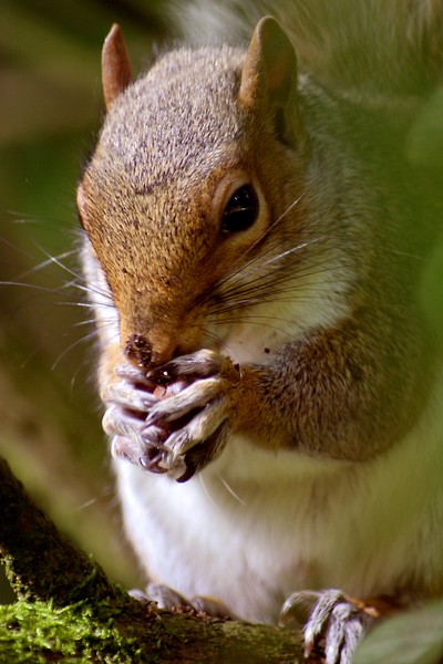 grey squirrel