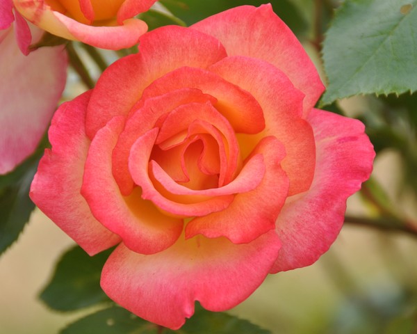 Rainbow Rose