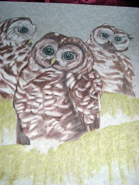 The Spotted owls