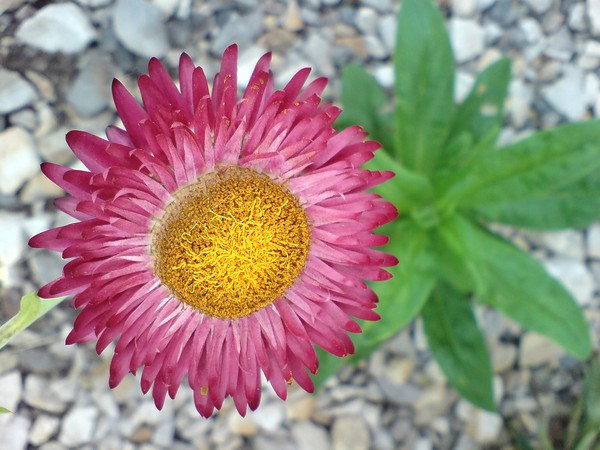 Wild Flower