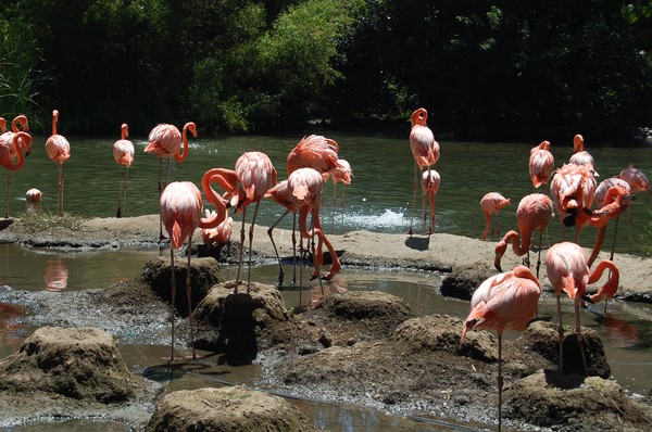 Big Birds on the lake.