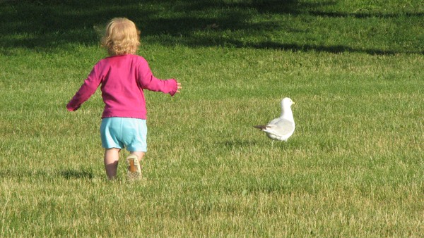 child trying to catch bird