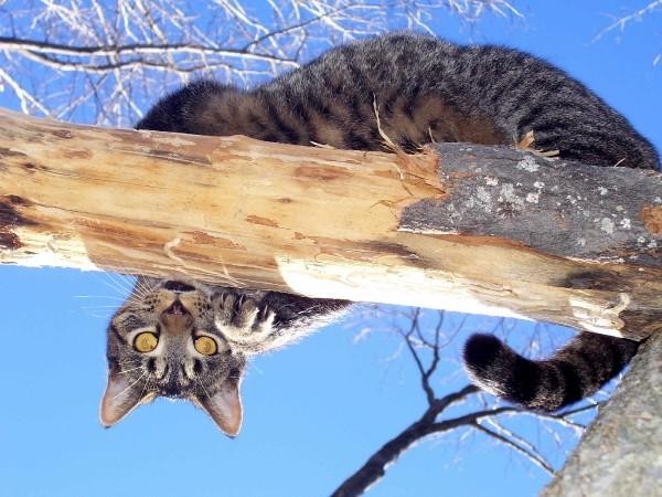 9 Lives