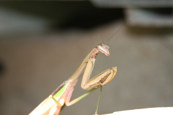 Praying Mantis