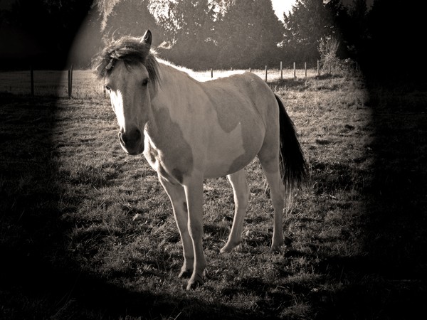 Horses 7514-B