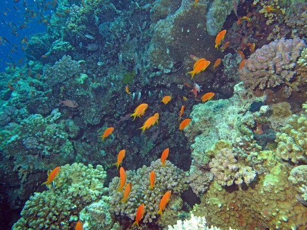 Red Sea Reef