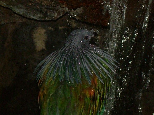 Some Bird