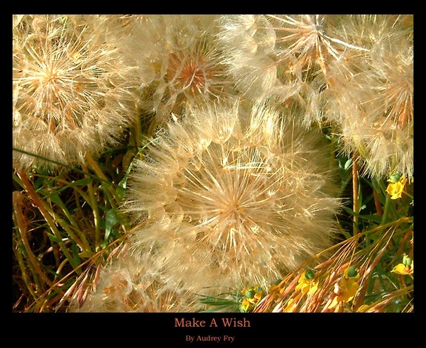 Make A Wish