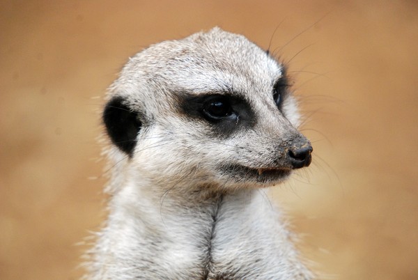 Meerkat on guard duty