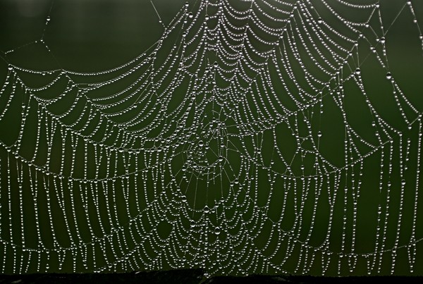 Crystal Web