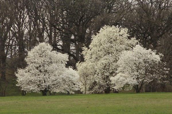 SPRING BLOSSOMS