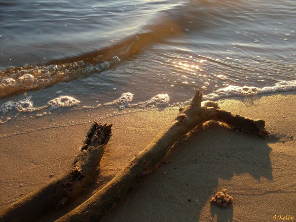Driftwood