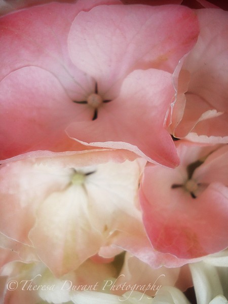 Scent of my love