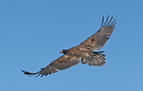 Basha Kill Eagle