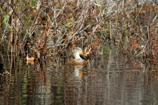 Mrs. Mallard