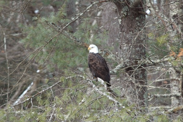 Bald Eagle