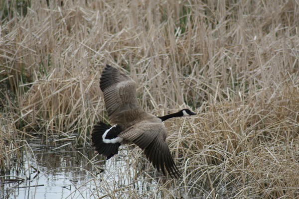 right turn clyde