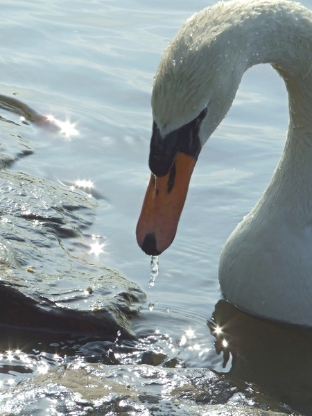 Swan Lake
