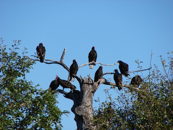 Turkey Buzzard Tree