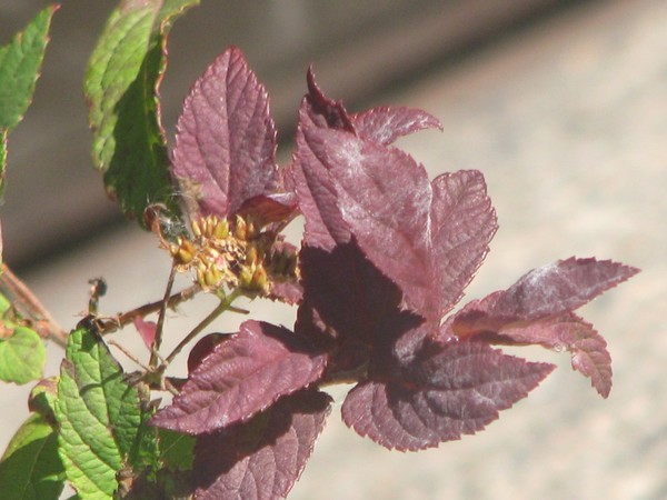 2008 flora series