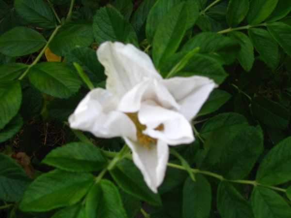 LITTLE SOLSTICE ERATH SATRS...