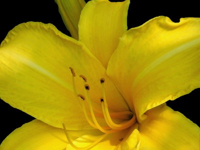 Yellow Lily Oil Painting Effect Digital Art