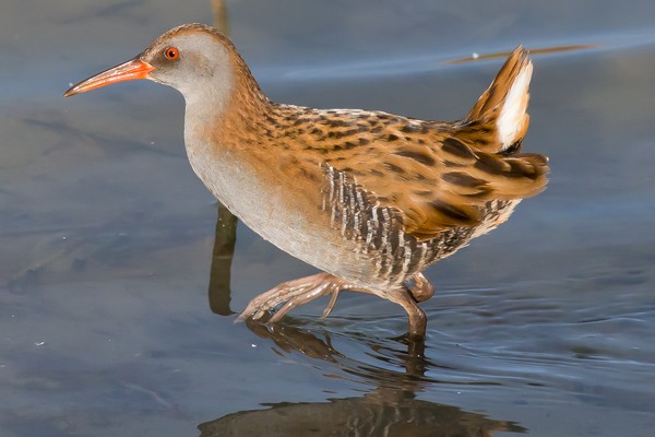 Water Rail