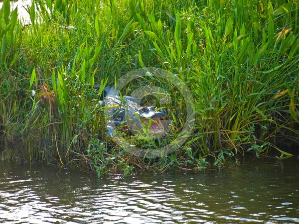 Gator