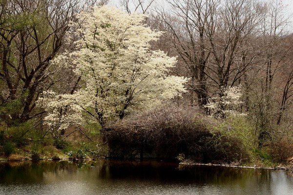 Flowering Trees in Spring