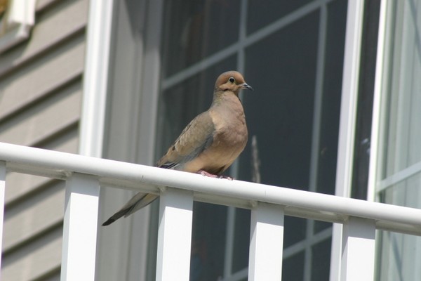Dove above my door