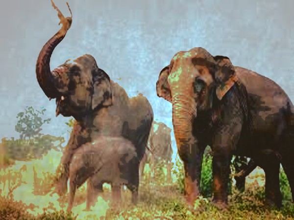 the pack 2