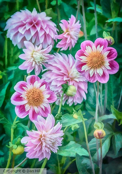 Flowers 7543 Web1A