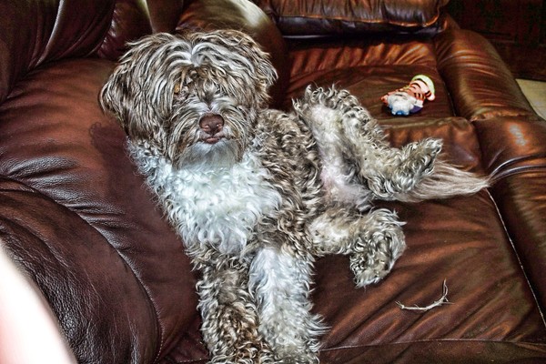 Rusty the dog