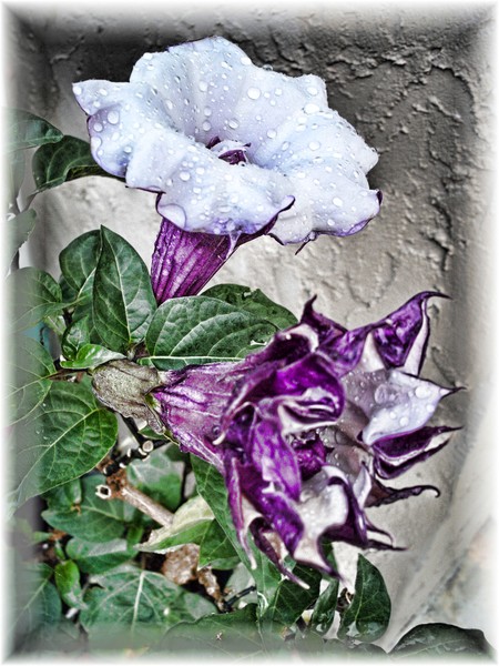 Purple Haze