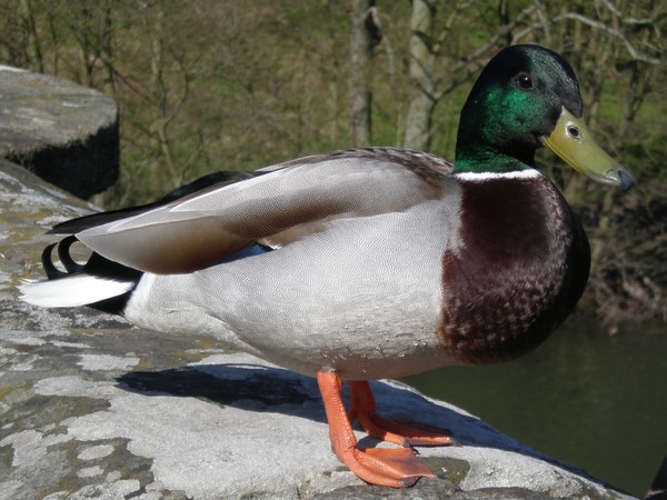 Mallard
