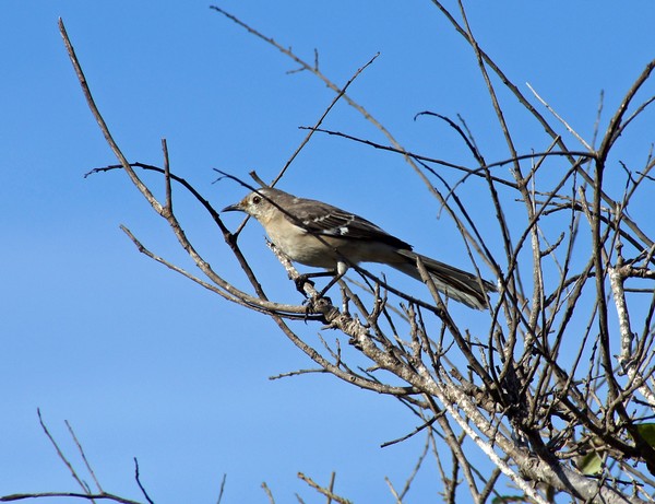 Tweety 2/23/2012