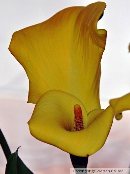 Calla Lily 5/12/2013